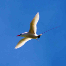 Red-tailed Tropicbird 3305