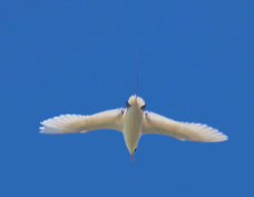 Red-tailed Tropicbird 3333