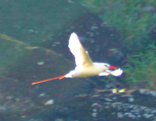 Red-tailed Tropicbird 3185