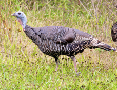 Wild Turkey 6226