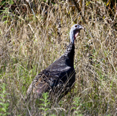 Wild Turkey 6264