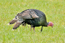 Wild Turkey 5863