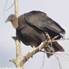Black Vulture 1023