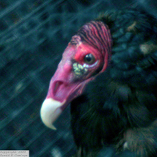 Turkey Vulture 1328