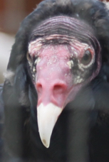 Turkey Vulture 8892