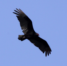 Turkey Vulture 1455:05.31.09