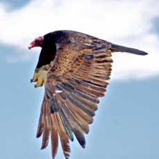 Turkey Vulture 2230