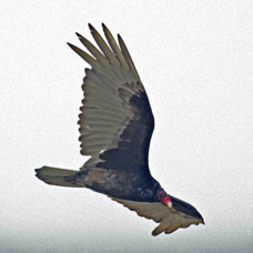 Turkey Vulture 5029