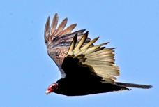 Turkey Vulture  2233