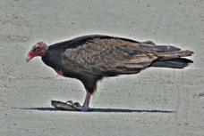 Turkey Vulture 2222