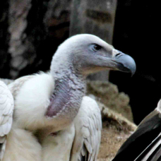 Cape Vulture 8092