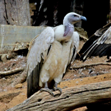 Cape Vulture 8095