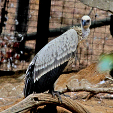 Cape Vulture 8096