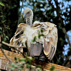 Cape Vulture 8041