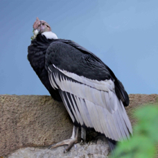 Andean Condor 7882 BK