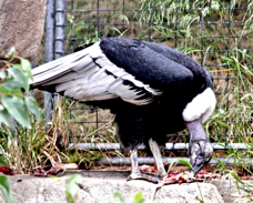 Andean Condor 8877