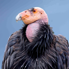 California Condor 1039 BK