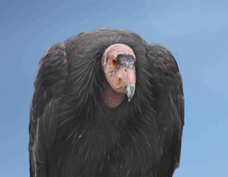 California Condor 1199 BK