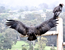 California Condor 1212