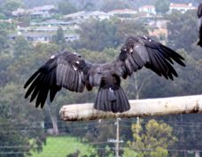 California Condor 1215