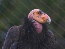 California Condor 1234