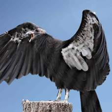 California Condor 1243 BK