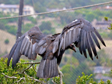 California Condor 1265
