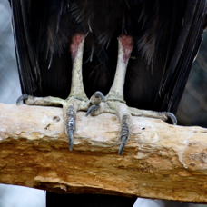 California Condor claws 1042
