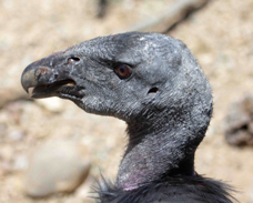 California Condor juvenile 9206