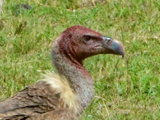 Vulture Rappell's Griffon 9930