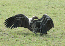 Vulture Ruppell's Griffon 7907