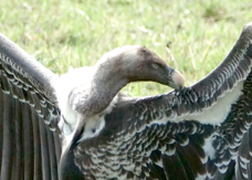 Vulture Ruppell's Griffon 7907b