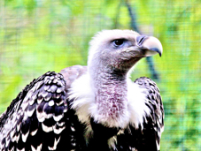 Ruppell's Griffon Vulture 0463