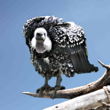 Ruppell's Griffon Vulture 0257 BK