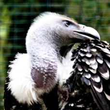 Ruppell's Griffon Vulture 0231