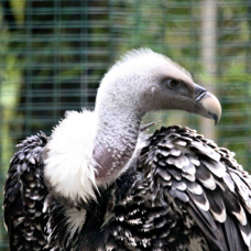 Ruppell's Griffon Vulture 0228