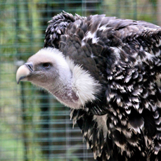 Ruppell's Griffon Vulture 0226