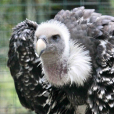 Ruppell's Griffon Vulture 0220