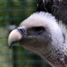 Ruppell's Griffon Vulture 0225