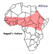 range Ruppell's Griffon Vulture