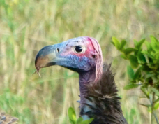 Vulture Lappet-faced 7197