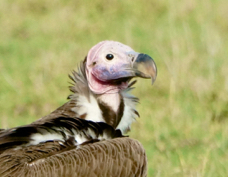 Vulture Lappet-faced 9717