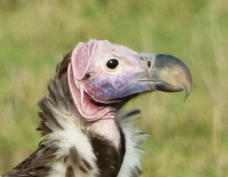 Vulture Lappet-faced 9718