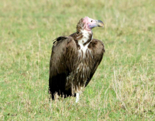 Vulture Lappet-faced 9724