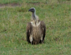 Vulture African White-backed 9522