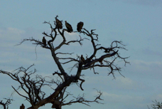 Vultures African White-backed on a tree 7164