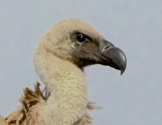 Vulture Afrcan White-backed 7233