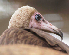 Hooded Vulture 4927