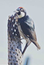 Acorn Woodpecker 0115