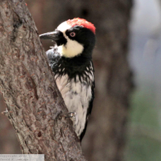 Acorn Woodpecker 0722